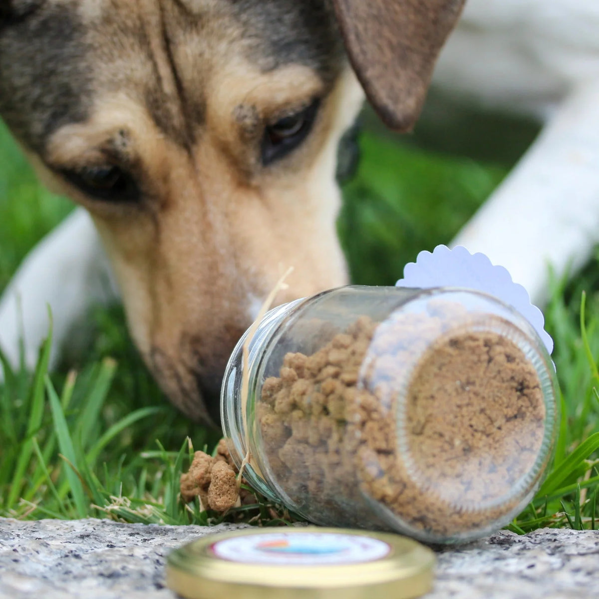 Sbriciolato di pollo disidratato per cani e gatti