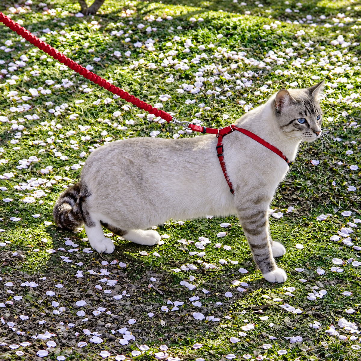 Arnés y correa Easy Walk® para gatos