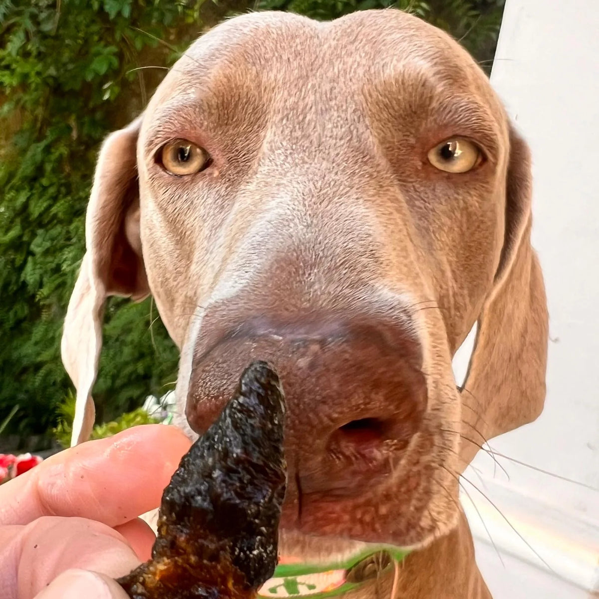 Luftgetrocknete Hühnerherzen für Hunde
