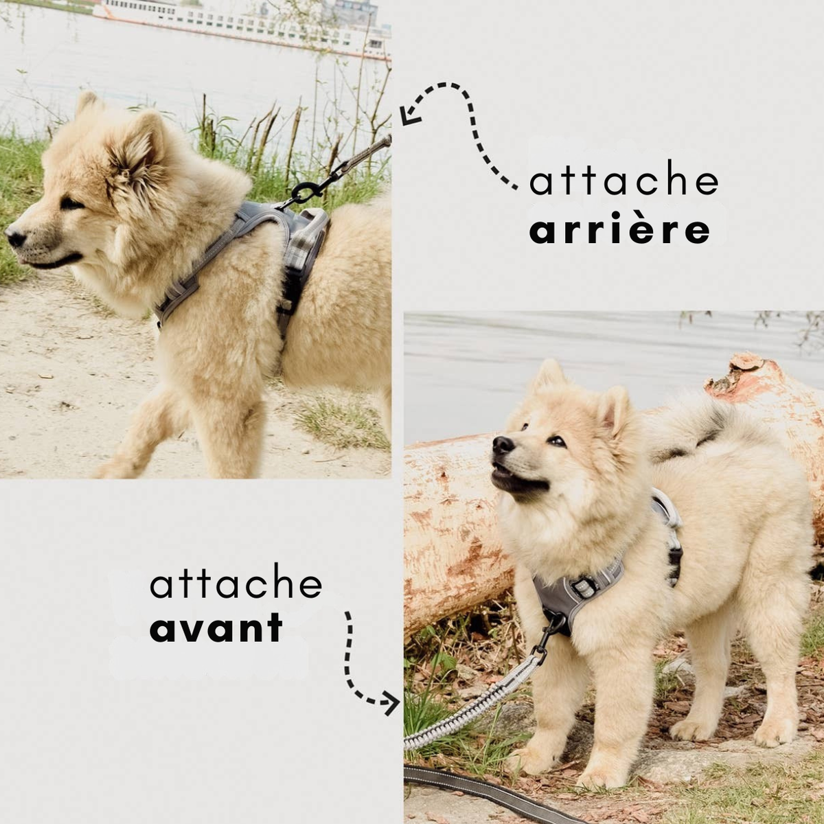 Reflektierendes Anti-Zug-Hundegeschirr
