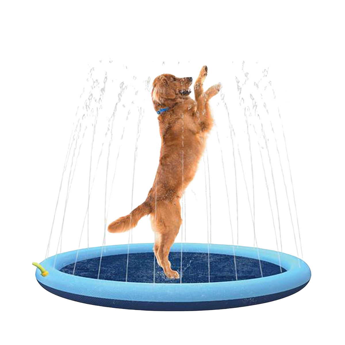 Piscine à jets d’eau pour chiens
