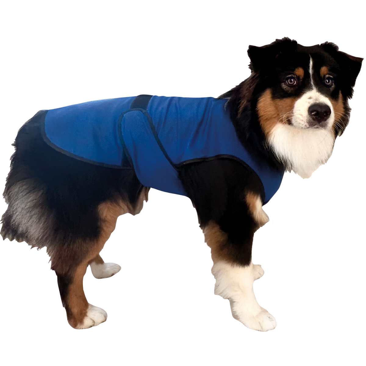 Kühlweste für Hunde