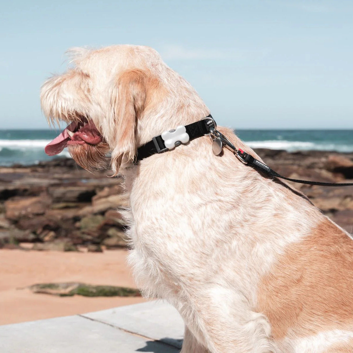 Collier réglable en nylon pour chiens