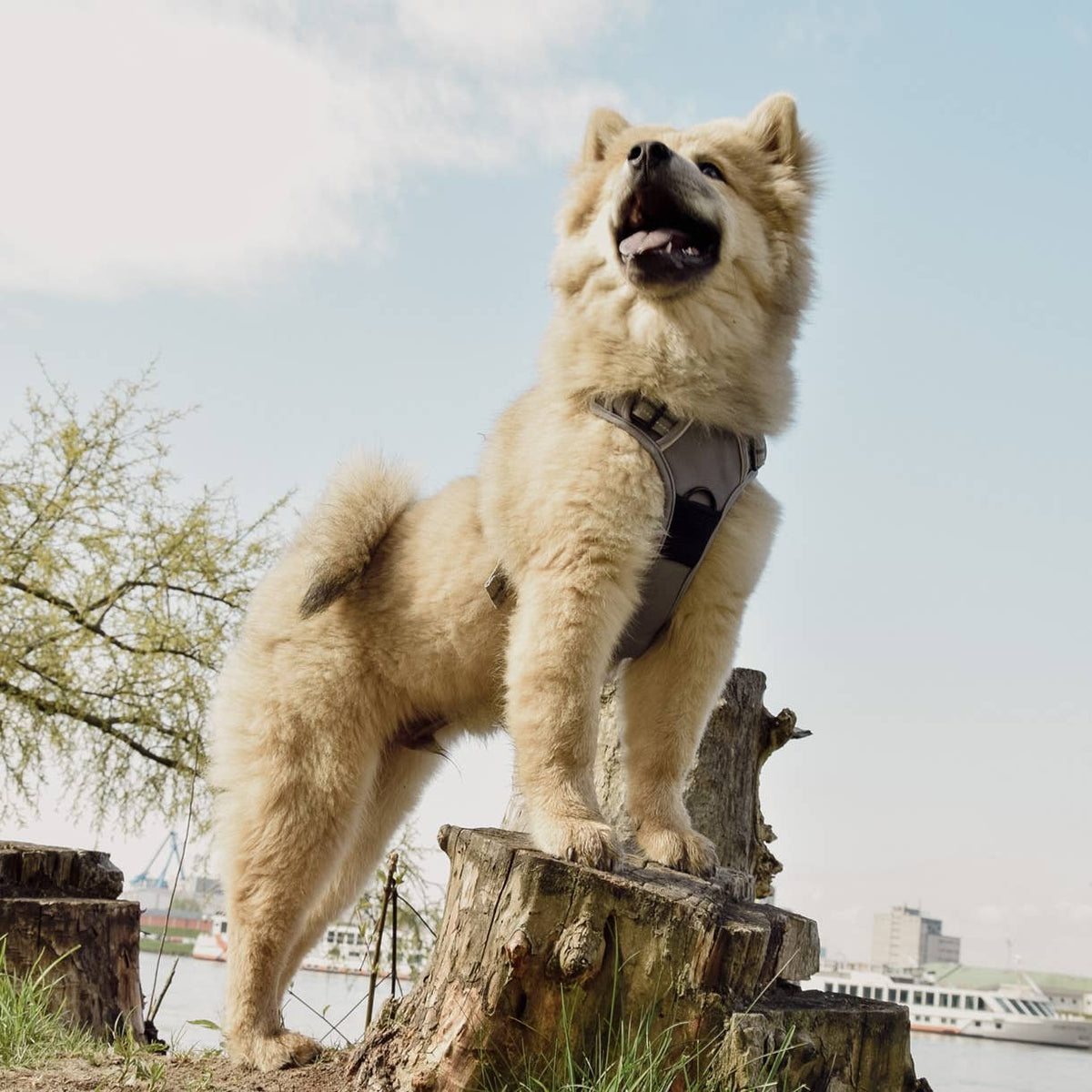 Reflektierendes Anti-Zug-Hundegeschirr