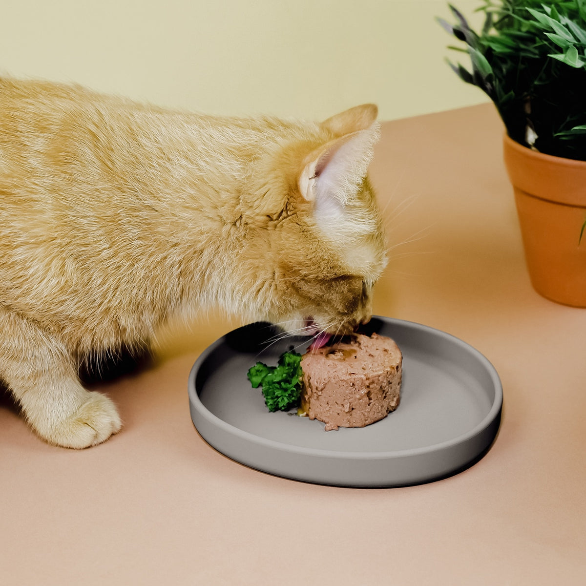 Cuenco plano de silicona