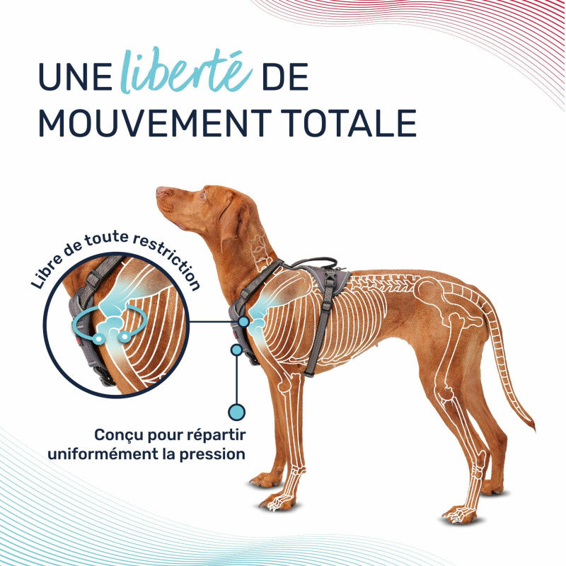 Peitoral anatómico ajustável para cães