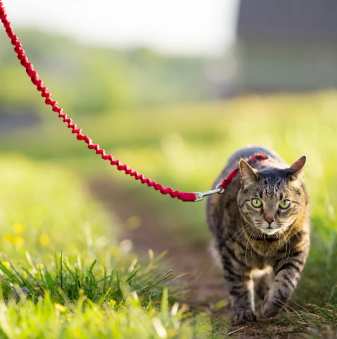Arnés y correa Easy Walk® para gatos
