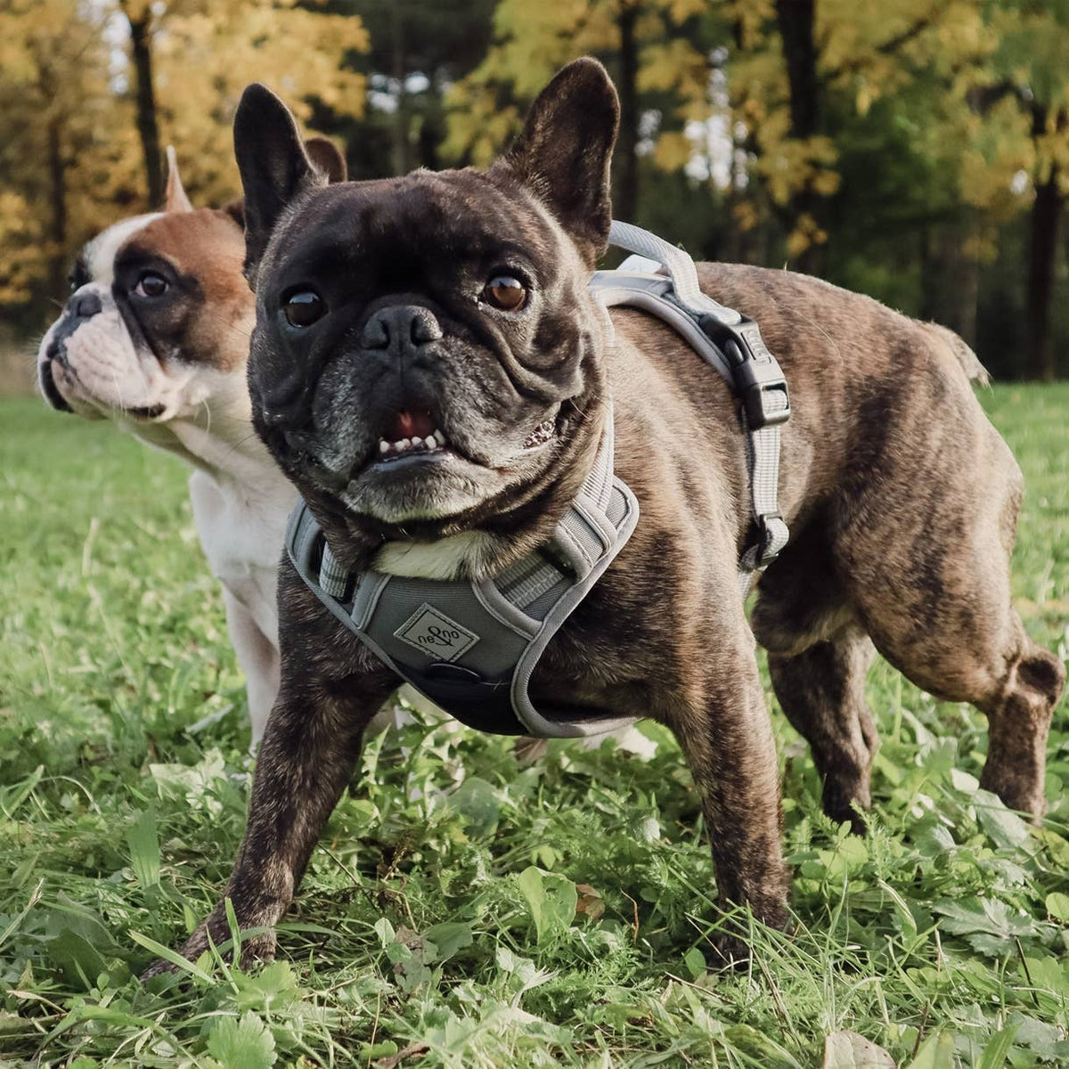 Harnais réfléchissant anti-traction pour chiens