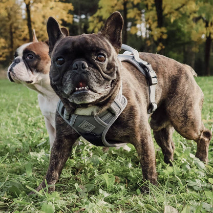 Harnais réfléchissant anti-traction pour chiens