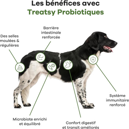 Suplemento alimentar probiótico de frango para cães