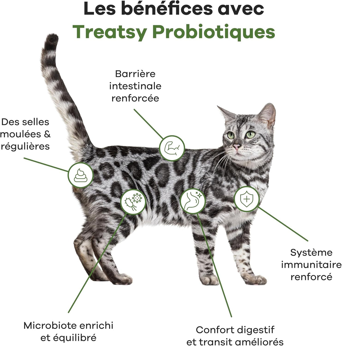 Suplemento alimentar probiótico de peixe e frango para gatos