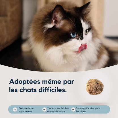 Croquetes de vaca e verdinho do Sul para gatos