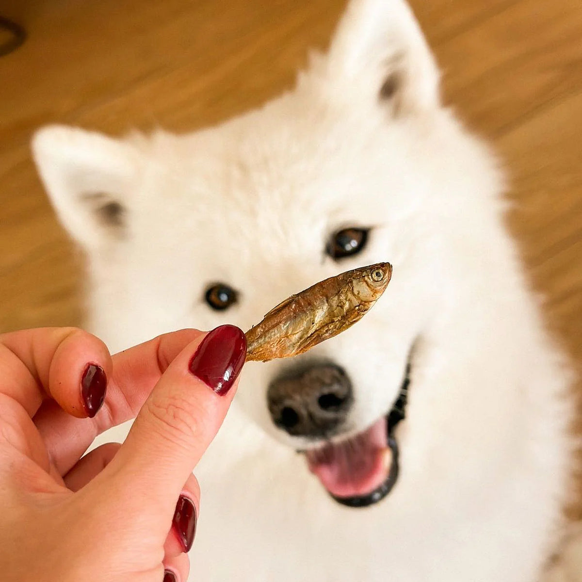Getrocknete kleine Fische für Hunde und Katzen