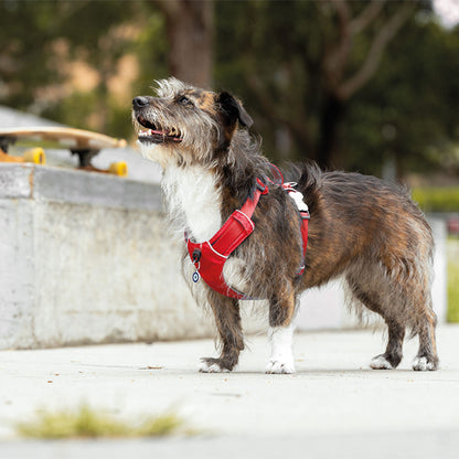 Arnês de desporto vermelho para cães