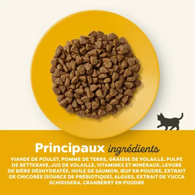 Ração de frango para gatos seniores