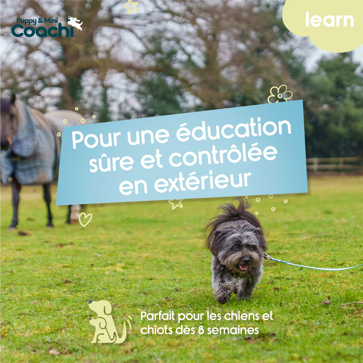 Longe waterproof pour chiots et chiens de petite taille