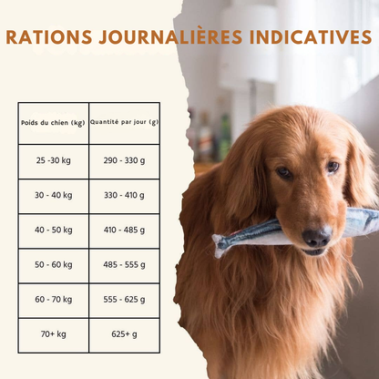Trockenfutter mit Lachs und Forelle für ausgewachsene Hunde