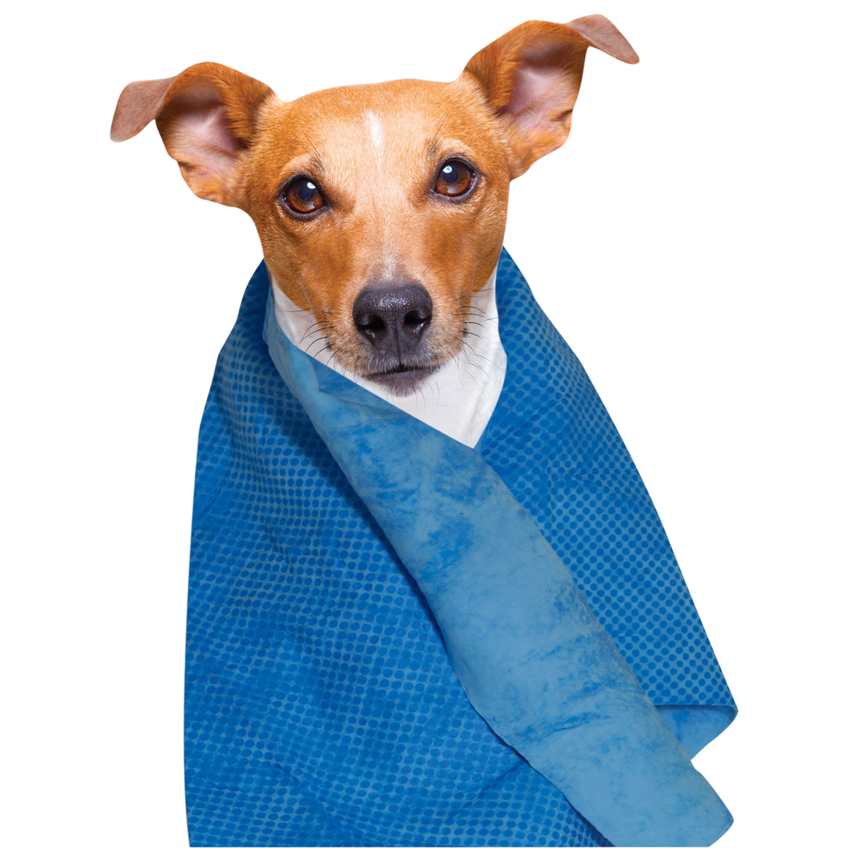 Serviette rafraîchissante pour chiens et chats