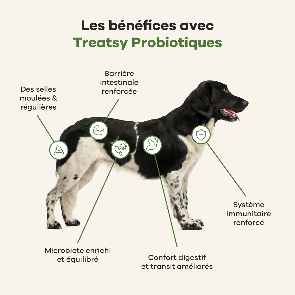 Nahrungsergänzungsmittel Probiotika für Hunde