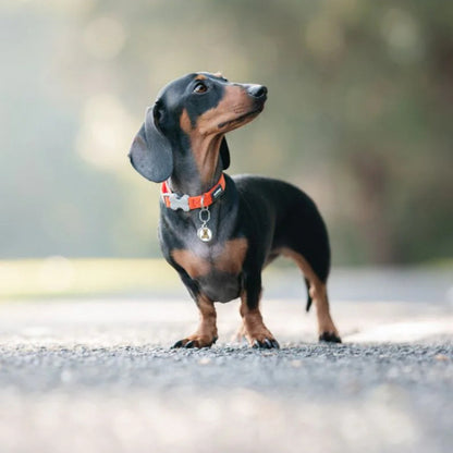 Verstellbares Nylonhalsband für Hunde