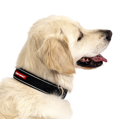 Coleira Neo Classic em neopreno para cães