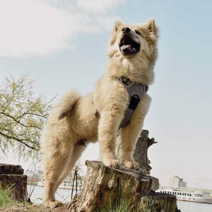 Harnais réfléchissant anti-traction pour chiens