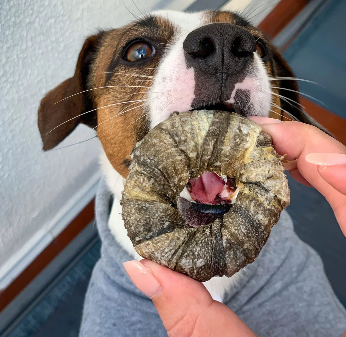 Kaukäufchen mit Kabeljau für Hunde