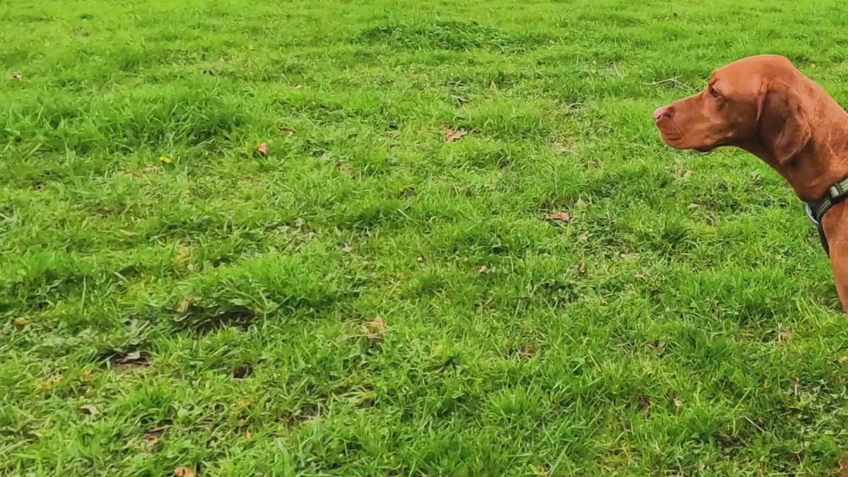 Peitoral anatómico ajustável para cães