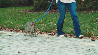 Harnais et laisse Easy Walk® pour chats